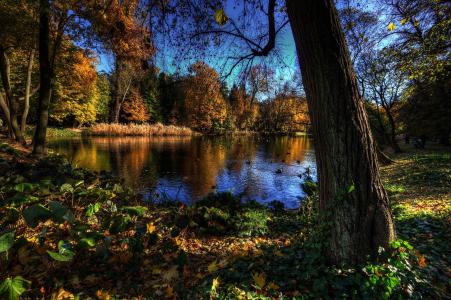 秋，湖，树，鸟，景观2