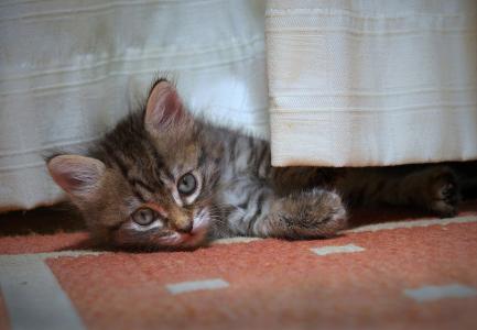 小猫，毯子，眼睛