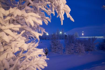 冬天，晚上，灯光，树木，景观