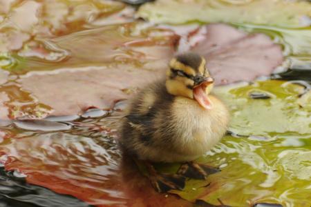 小鸭，小鸡，婴儿，水，树叶