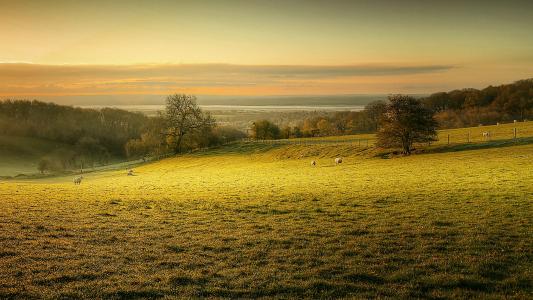 牧场，羊，早晨，黎明