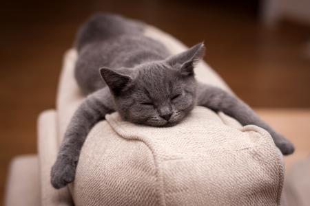 睡觉，爪子，谎言，灰色，小猫，沙发