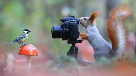 森林摄影师，松鼠，山雀，相机，构成