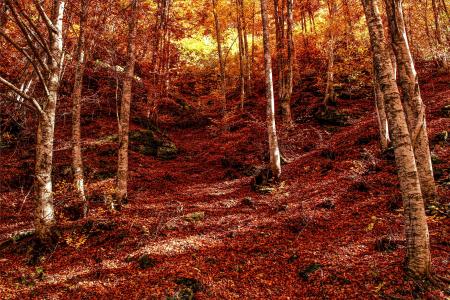 森林，秋季，叶子，树木，保加利亚，保加利亚，秋季，性质，森林