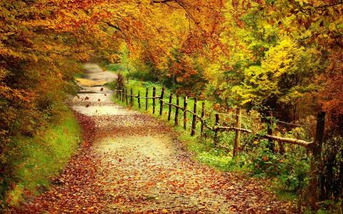 路径，森林，树木，叶子，篱笆，秋季