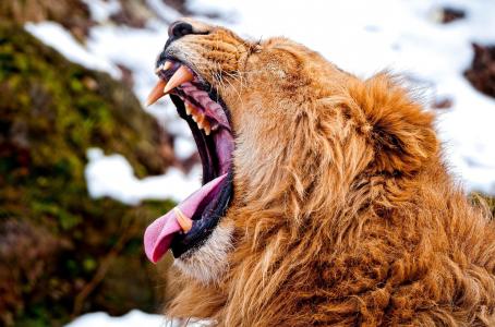 狮子，嘴巴，兽王，f牙，舌头