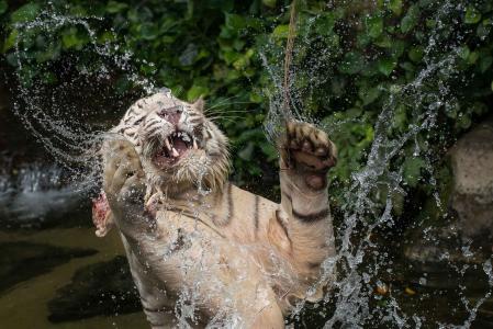 白虎，老虎，野猫，捕食者，枪口，嘴，f牙，爪子，水，喷雾，洗澡，玩耍，跳跃