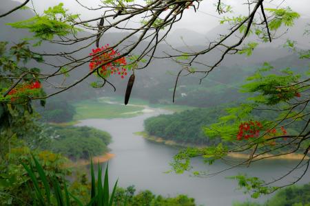 波多黎各，岛，山，河，树，分支，鲜花，雾