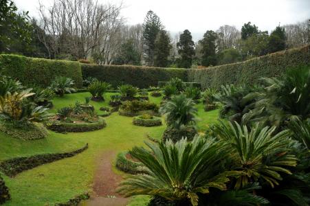 花园，葡萄牙，亚速尔群岛，棕榈园