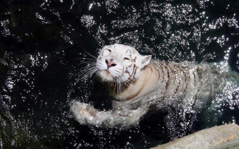 白老虎，洗澡