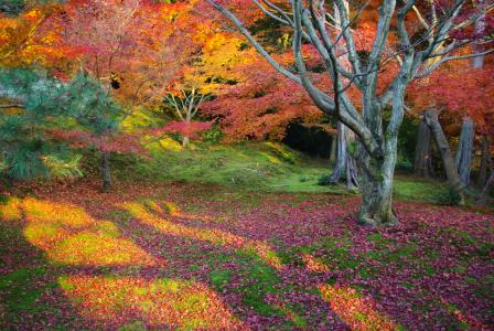 花园，树木，秋天，东福寺，Toufuku-ji，日本京都，京都，日本南花园