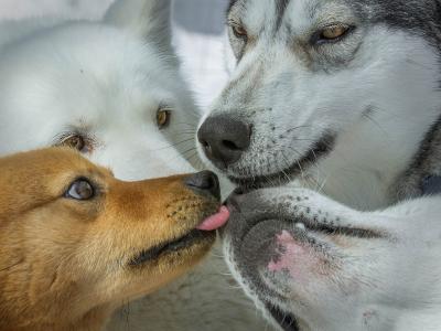 西伯利亚雪橇犬，枪口，狗