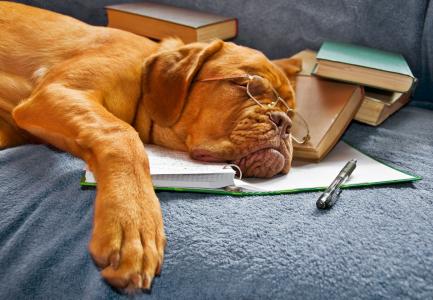 狗，睡觉，书籍，笔记本，眼镜