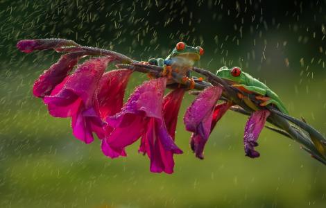 青蛙，花朵，唐菖蒲，雨