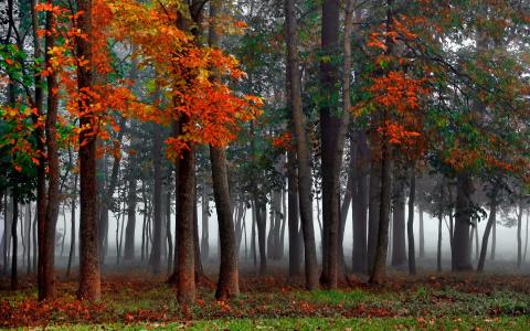 薄雾，秋天，森林