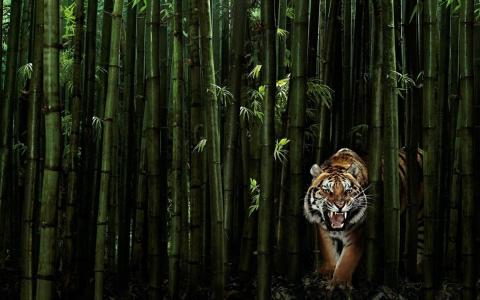 老虎，丛林