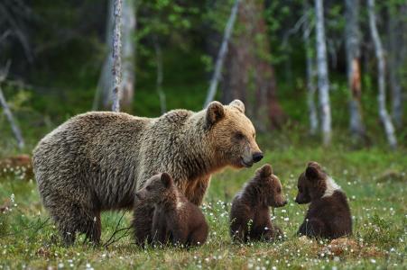 熊，熊，小熊，家庭，棕色，棕色，迷人，森林，林间空地，夏天，休息，自然，模糊，散景