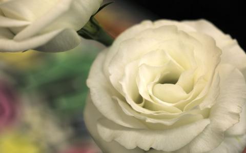 白玫瑰，花卉