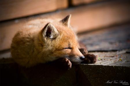 狐狸，狐狸，睡着了，狐狸