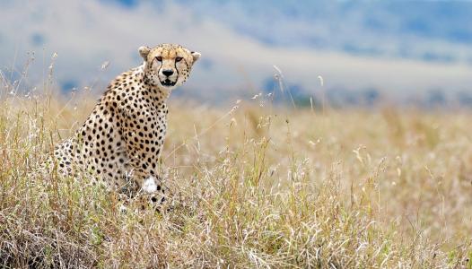 肯尼亚，猎豹，视图，野生动物