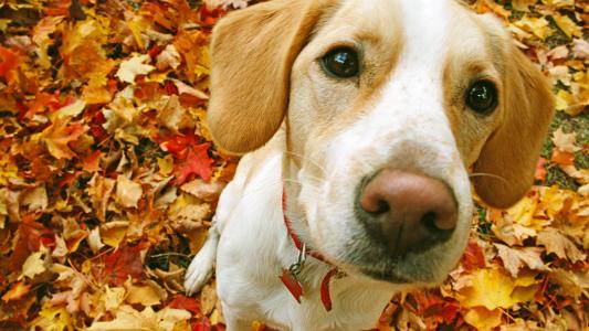 狗，叶子，秋天，枪口，鼻子
