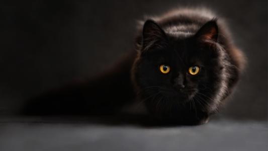 黑色，猫，琥珀，眼睛
