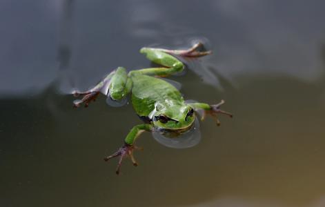 游泳，青蛙，绿色，看