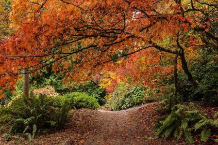 华盛顿公园植物园，西雅图，华盛顿州植物园，西雅图，树木，叶子，蕨类植物，秋天，热带植物，灌木丛，公园
