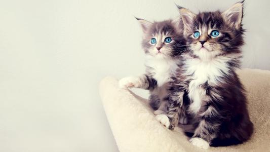 毛茸茸的小猫，蓝色的眼睛