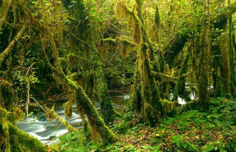长满苔藓的森林，河流，树木，大自然
