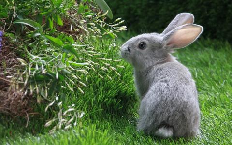 灰兔子，杂草