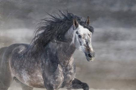 马，马，种马，灰色，奔跑，坎特，鬃毛，©Ryan Courson Photography