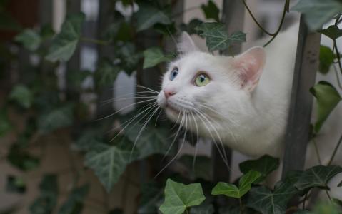 白色的猫，围栏，叶子，猫，猫