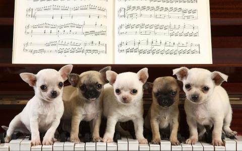 小狗，音乐家，钢琴，钥匙，笔记