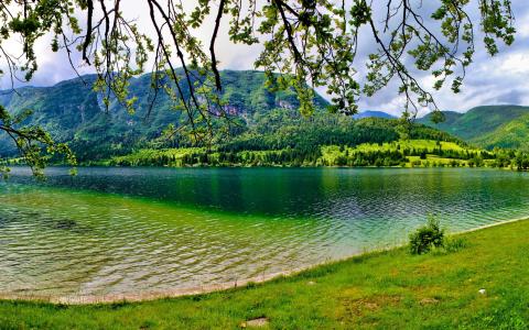 绿色，斯洛文尼亚，渤兴，夏天，湖