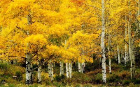 桦树，格罗夫，森林，树木，秋天，黄叶
