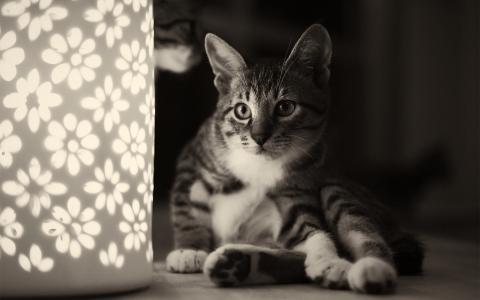 坐，夜灯，猫，灯，猫