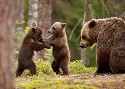 熊，熊，小熊，游戏，乐趣