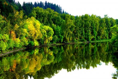 河，森林，秋，树，景观
