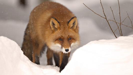 狡猾的神情，狐狸，冬天