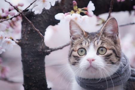 猫，脸，围巾，看，树，春天