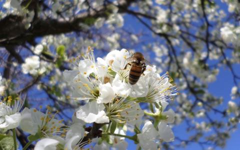 四月，李子，开花，蜜蜂