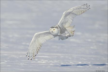 雪ow，白色的猫头鹰，极地猫头鹰，翅膀，雪，冬天，飞行，鸟，猫头鹰