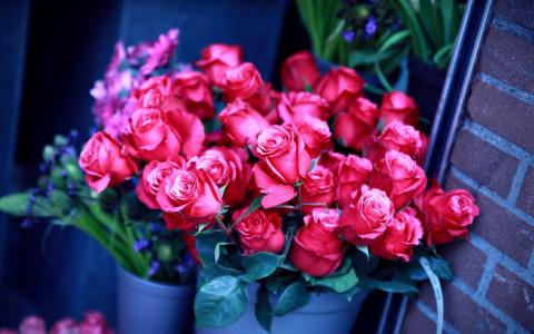 玫瑰，红色，花束，桶