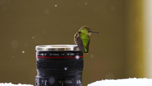 鸟，镜头，雪