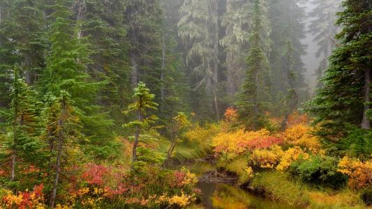 秋天，森林，河流，树木，景观
