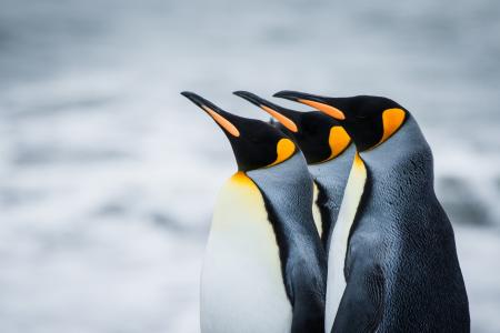 企鹅，南极洲，皇家