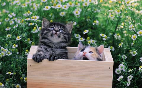 木箱，小猫，洋甘菊