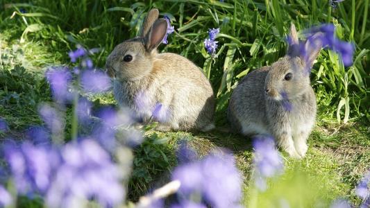 兔子，一对夫妇，散景