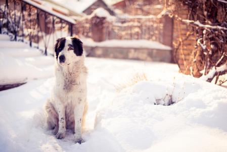 围场，冬天，性质，雪，狗